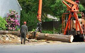 What is a tree service business?